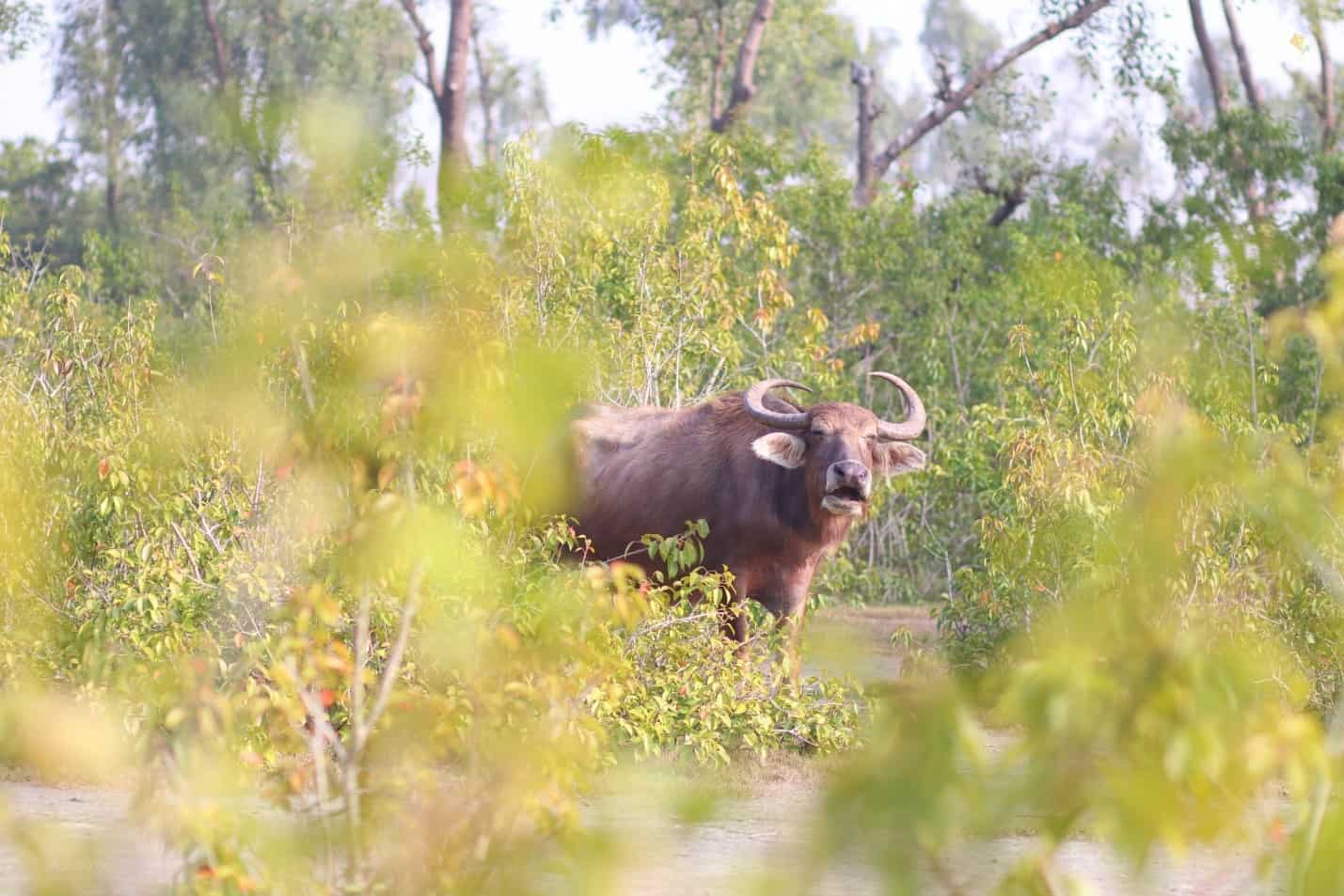 বুনো মহিষ - Wild Yak at Nijhum Dwip বুনো মহিষ - Wild Yak at Nijhum Dwip